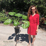 Farfugium jap. giganteum maculatum Lampugnani vaso 18