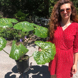 Farfugium jap. giganteum maculatum Lampugnani vaso 18