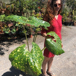 Farfugium jap. giganteum maculatum Lampugnani vaso 18