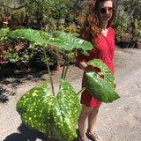 Farfugium jap. giganteum maculatum Lampugnani vaso 18