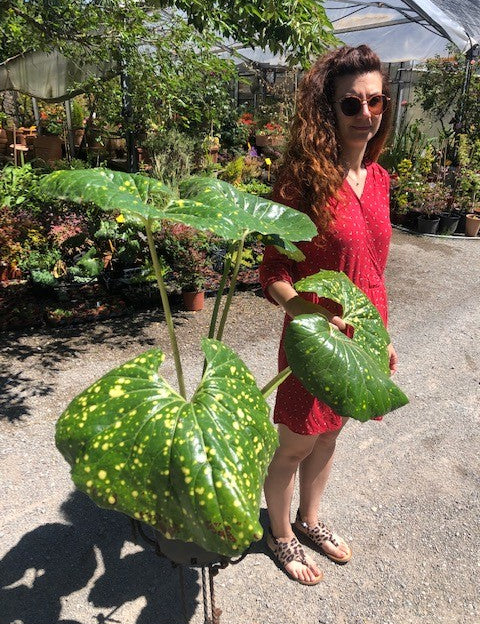 Farfugium jap. giganteum maculatum Lampugnani vaso 18