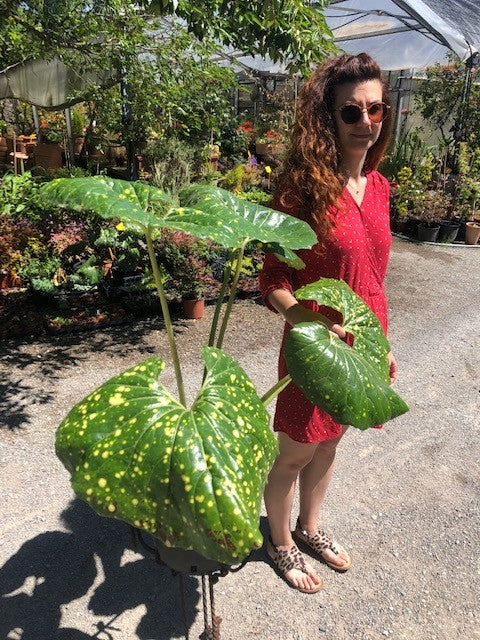 Farfugium jap. giganteum maculatum Lampugnani vaso 18