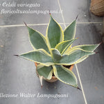 Agave Celsii variegata cm. 14/16