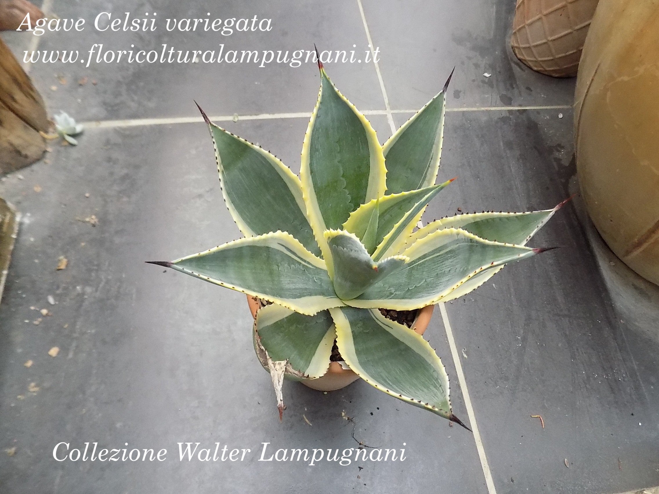 Agave Celsii variegata cm. 14/16