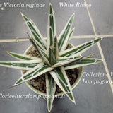 Agave Victoria reginae  Rhino cm. 16 come foto