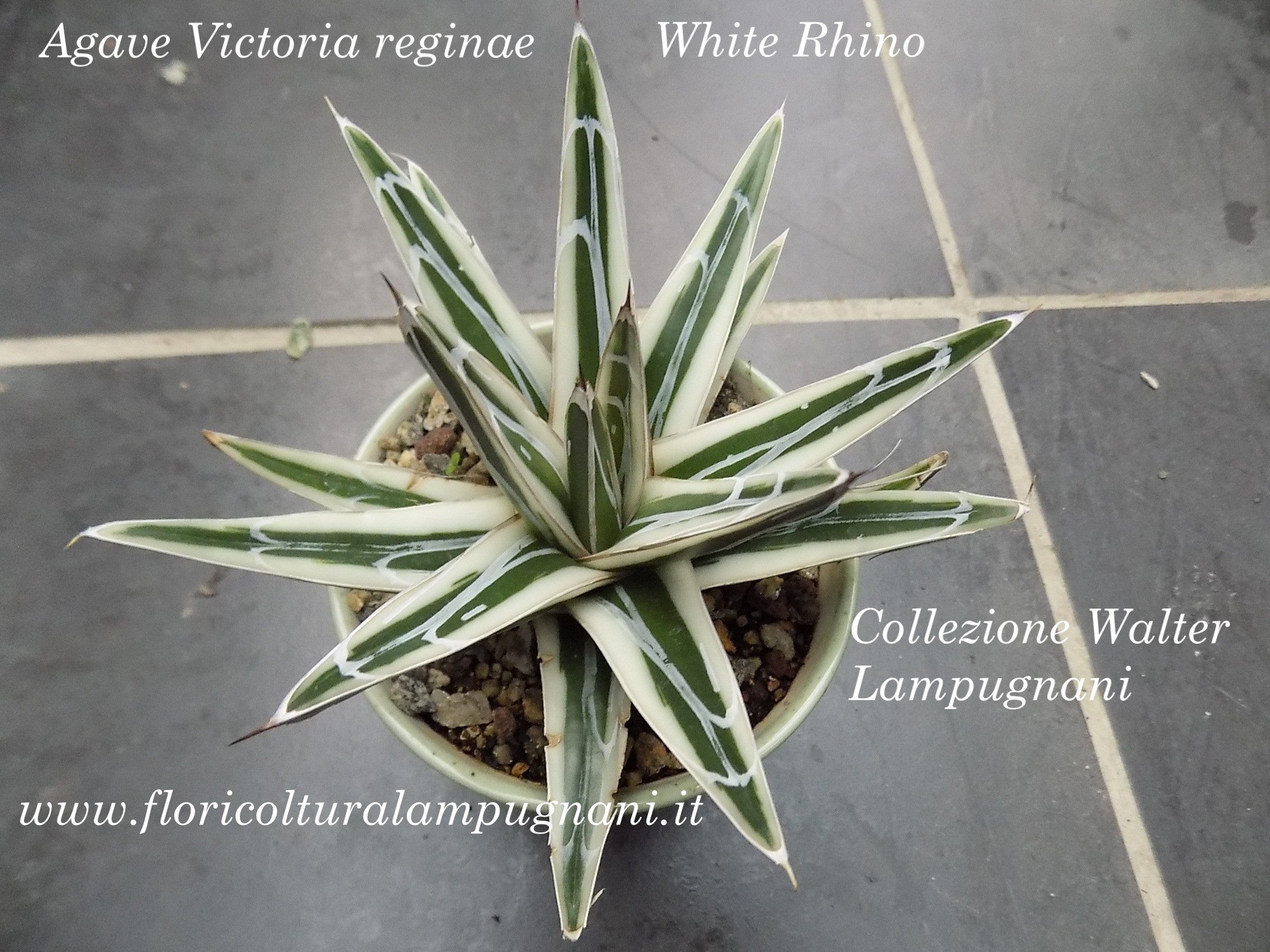Agave Victoria reginae  Rhino cm. 16 come foto
