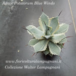 Agave Potatorum Blue Winds cm. 18