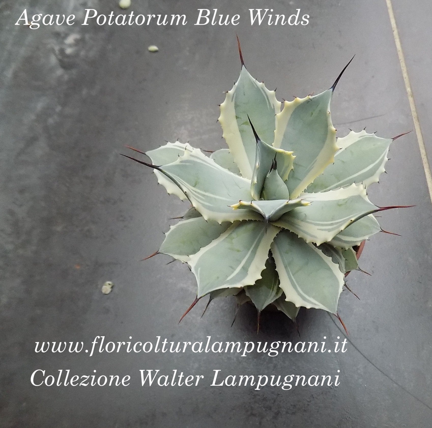 Agave Potatorum Blue Winds cm. 18