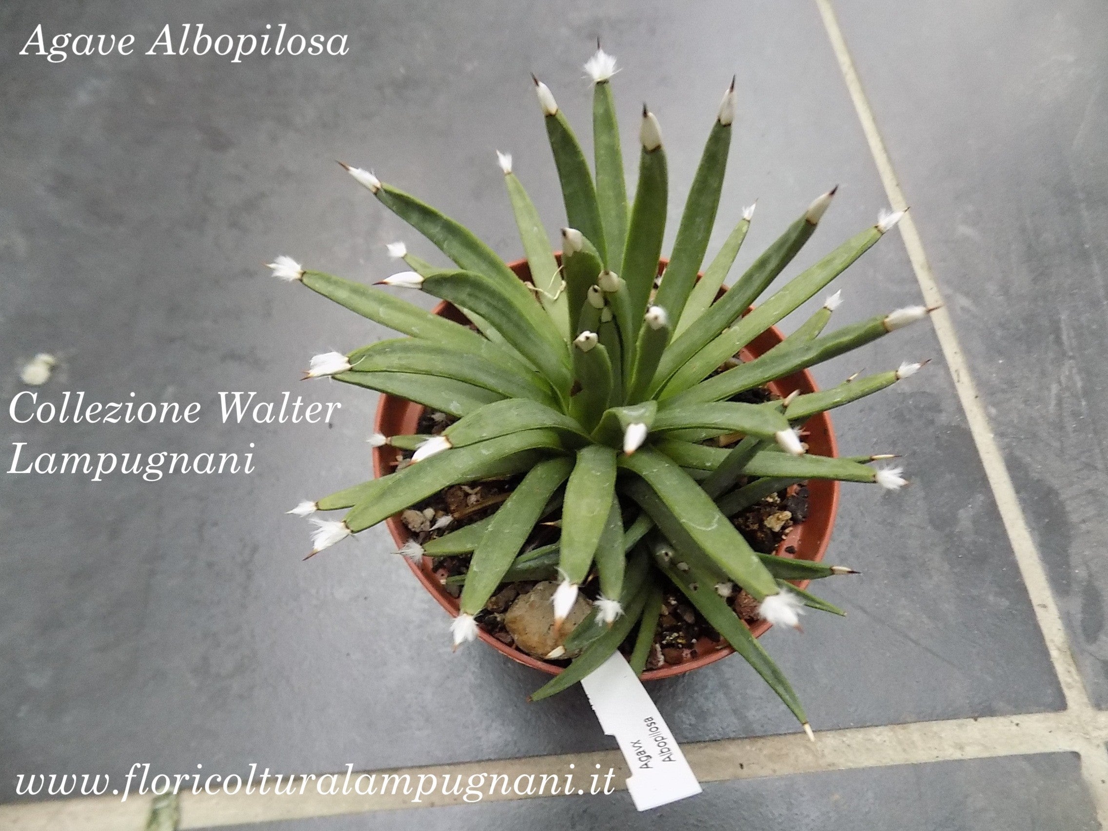 Agave Albopilosa cm. 8/10