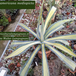 Agave Americana cv.mediopicta aurea