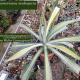 Agave Americana cv.mediopicta aurea