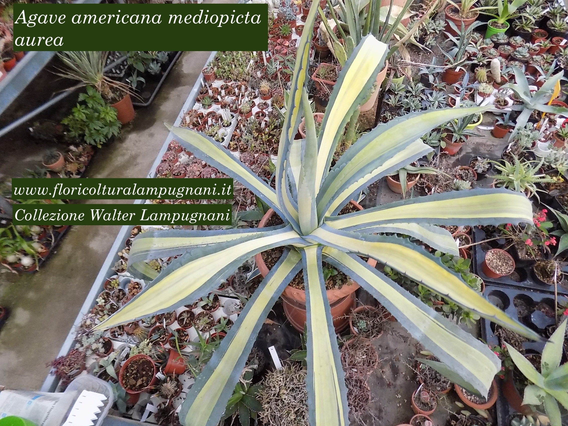 Agave Americana cv.mediopicta aurea