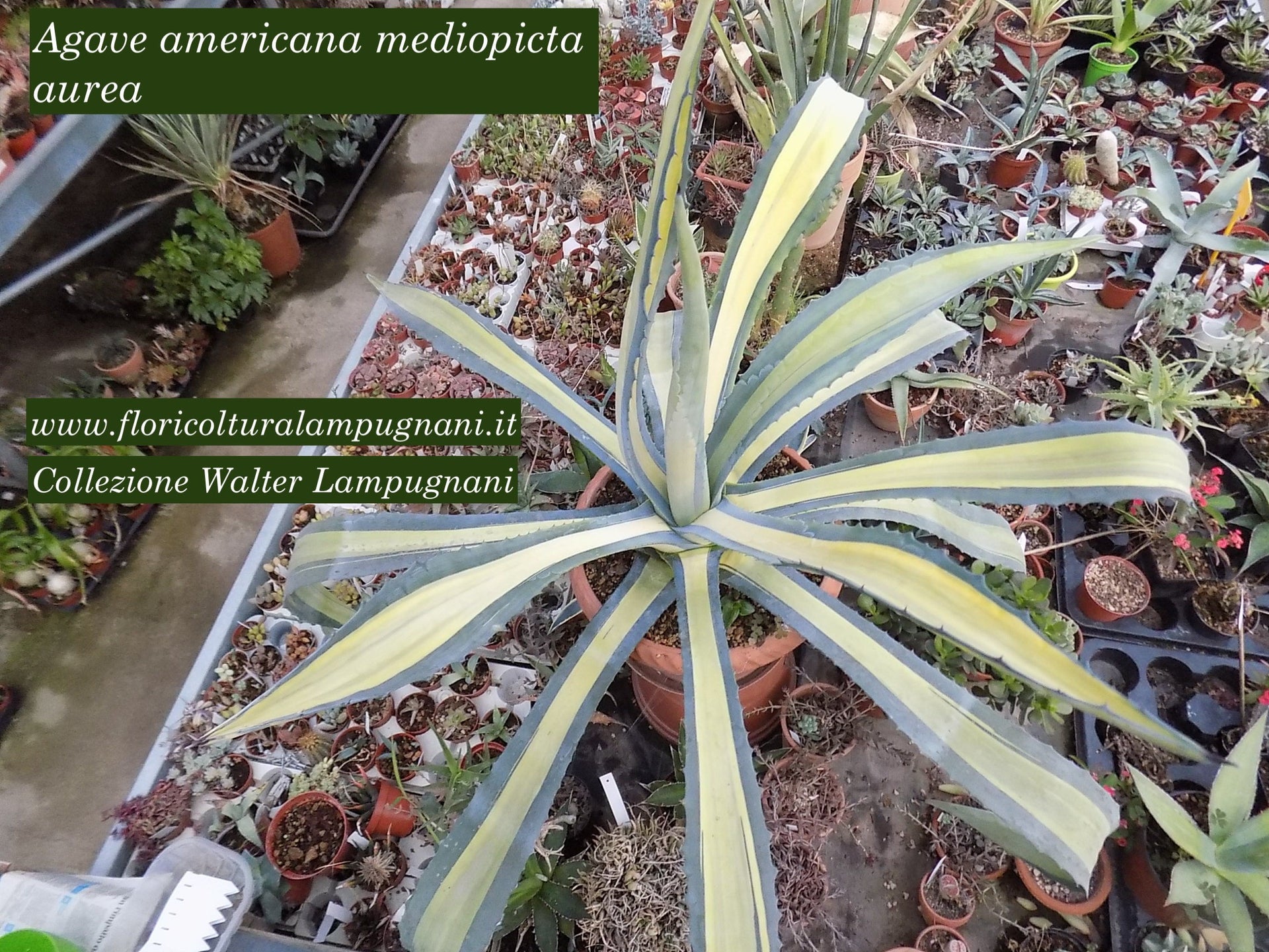 Agave Americana cv.mediopicta aurea – Floricoltura Lampugnani