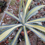 Agave Americana cv.mediopicta aurea