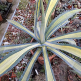 Agave Americana cv.mediopicta aurea