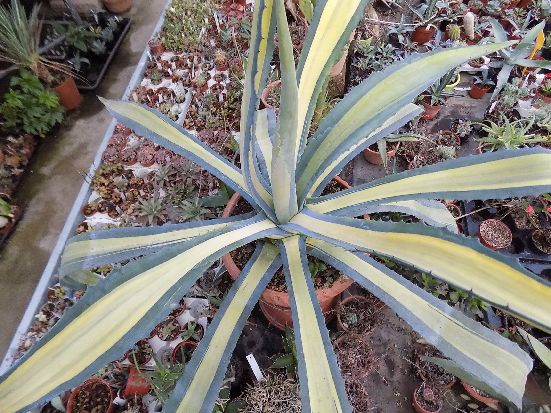 Agave Americana cv.mediopicta aurea