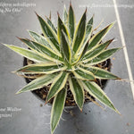 Agave schidigera 'Shira Ito No Ohi' cm. 15 come da foto