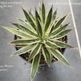 Agave schidigera 'Shira Ito No Ohi' cm. 15 come da foto