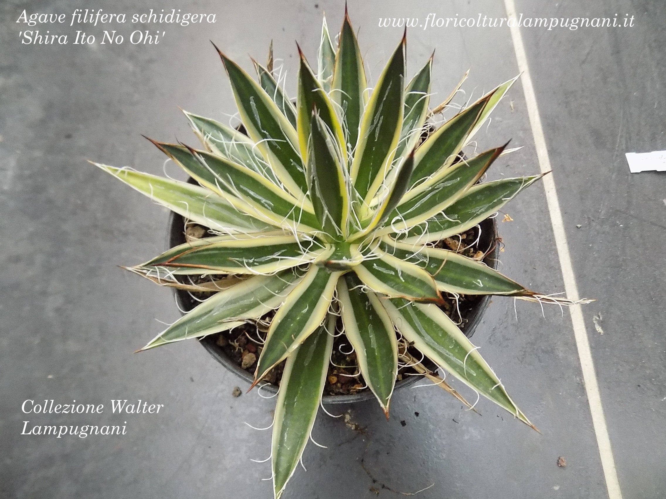 Agave schidigera 'Shira Ito No Ohi' cm. 15 come da foto