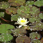 Nymphaea sulphurea Ninfea (Profondità 30/70 cm.)
