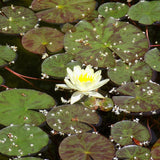 Nymphaea sulphurea Ninfea (Profondità 30/70 cm.)
