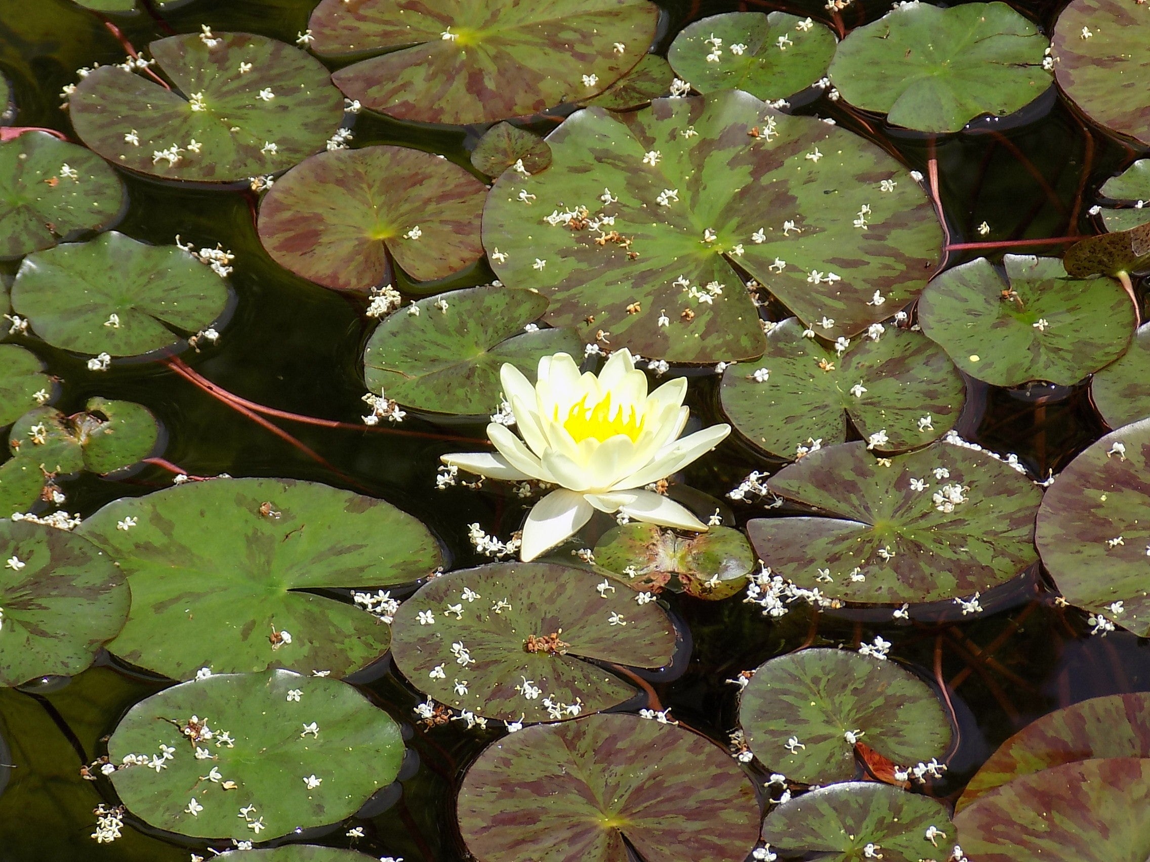 Nymphaea sulphurea Ninfea (Profondità 30/70 cm.)