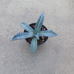 Agave Protoamericana mediopicta lemon lime