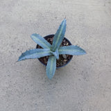 Agave Protoamericana mediopicta lemon lime