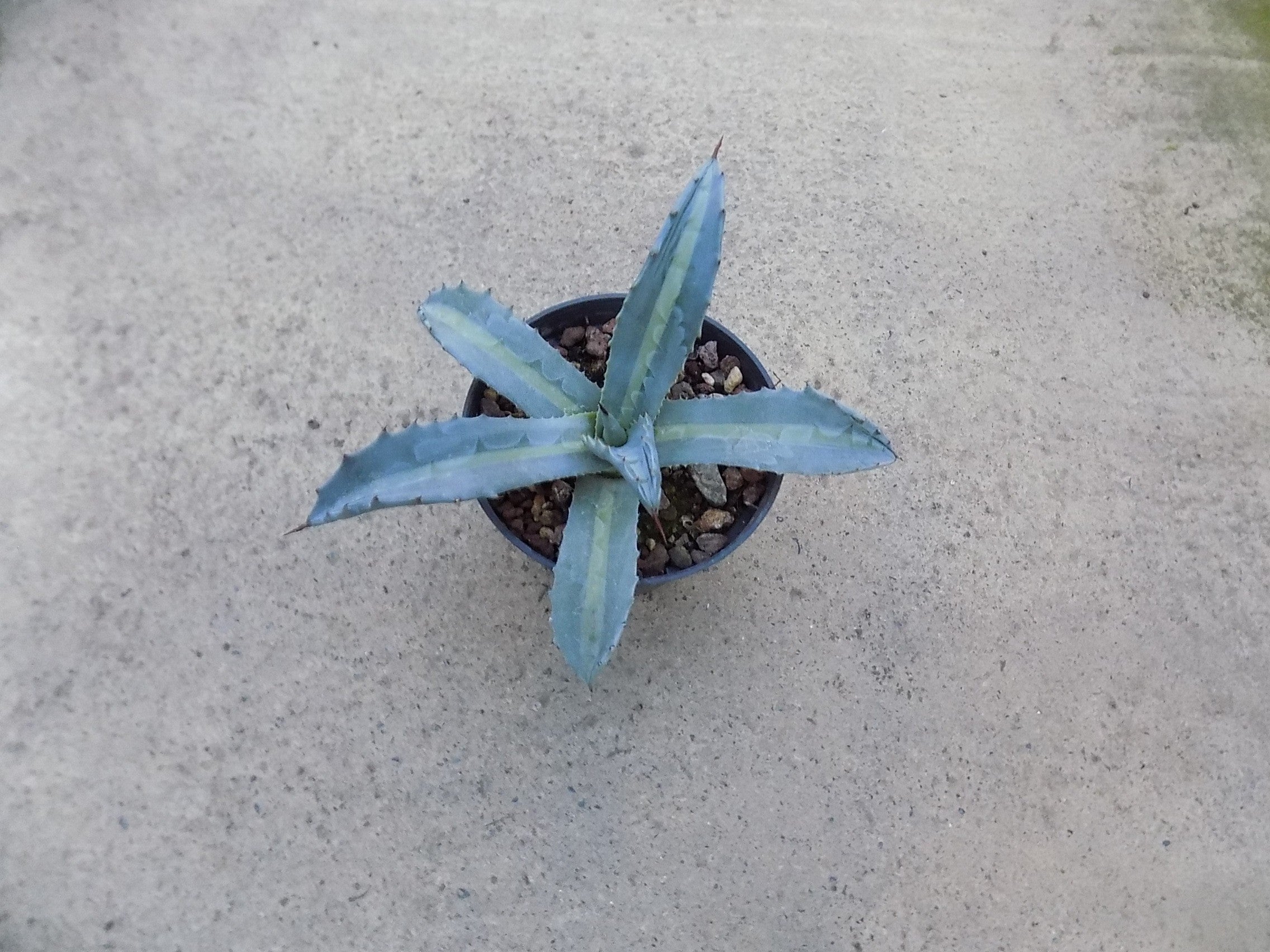 Agave Protoamericana mediopicta lemon lime