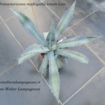 Agave Protoamericana mediopicta lemon lime