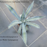 Agave Protoamericana mediopicta lemon lime