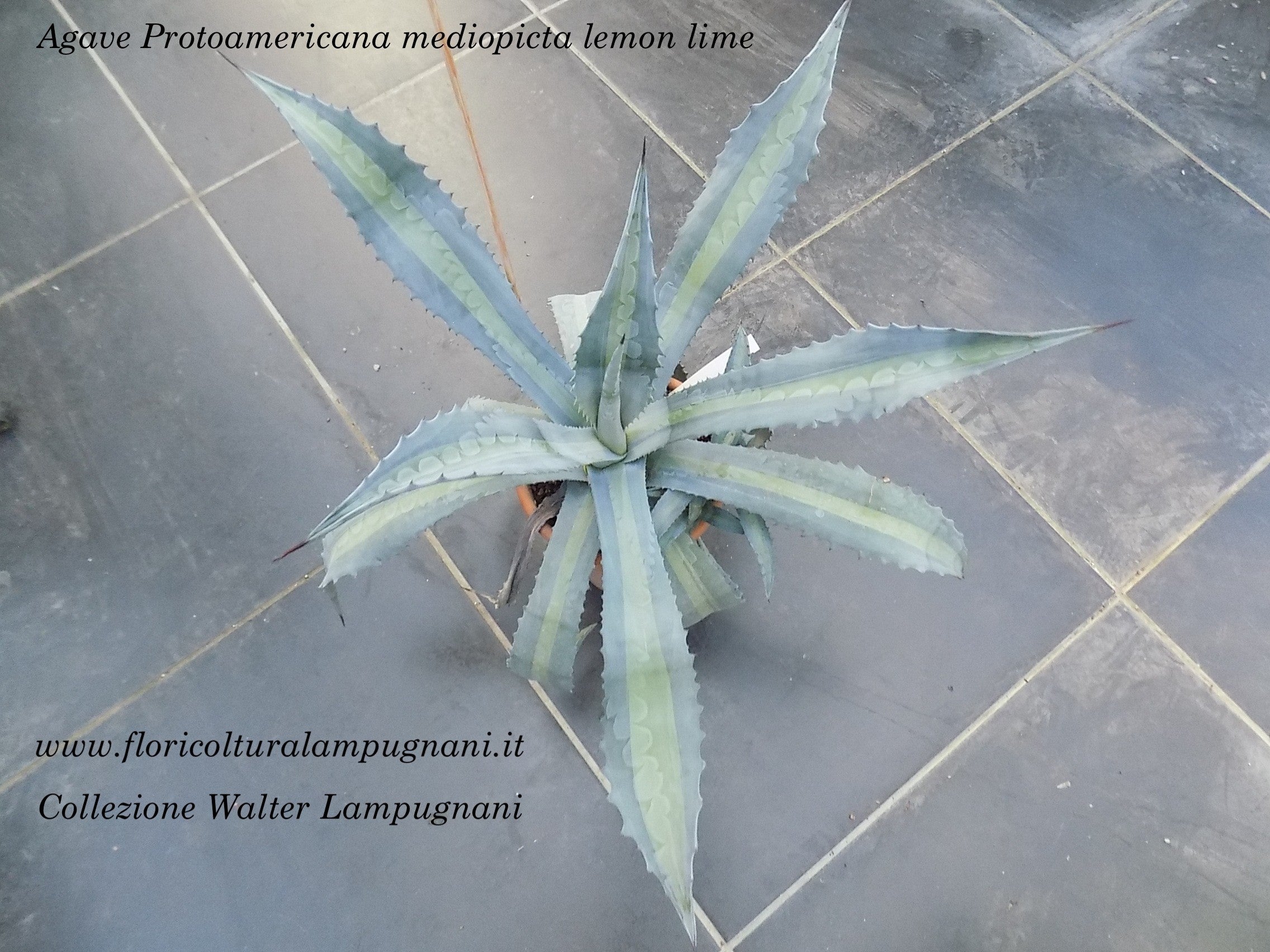 Agave Protoamericana mediopicta lemon lime