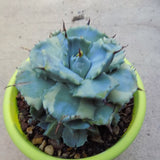 Agave  potatorum cv. shoji-raijin marginata