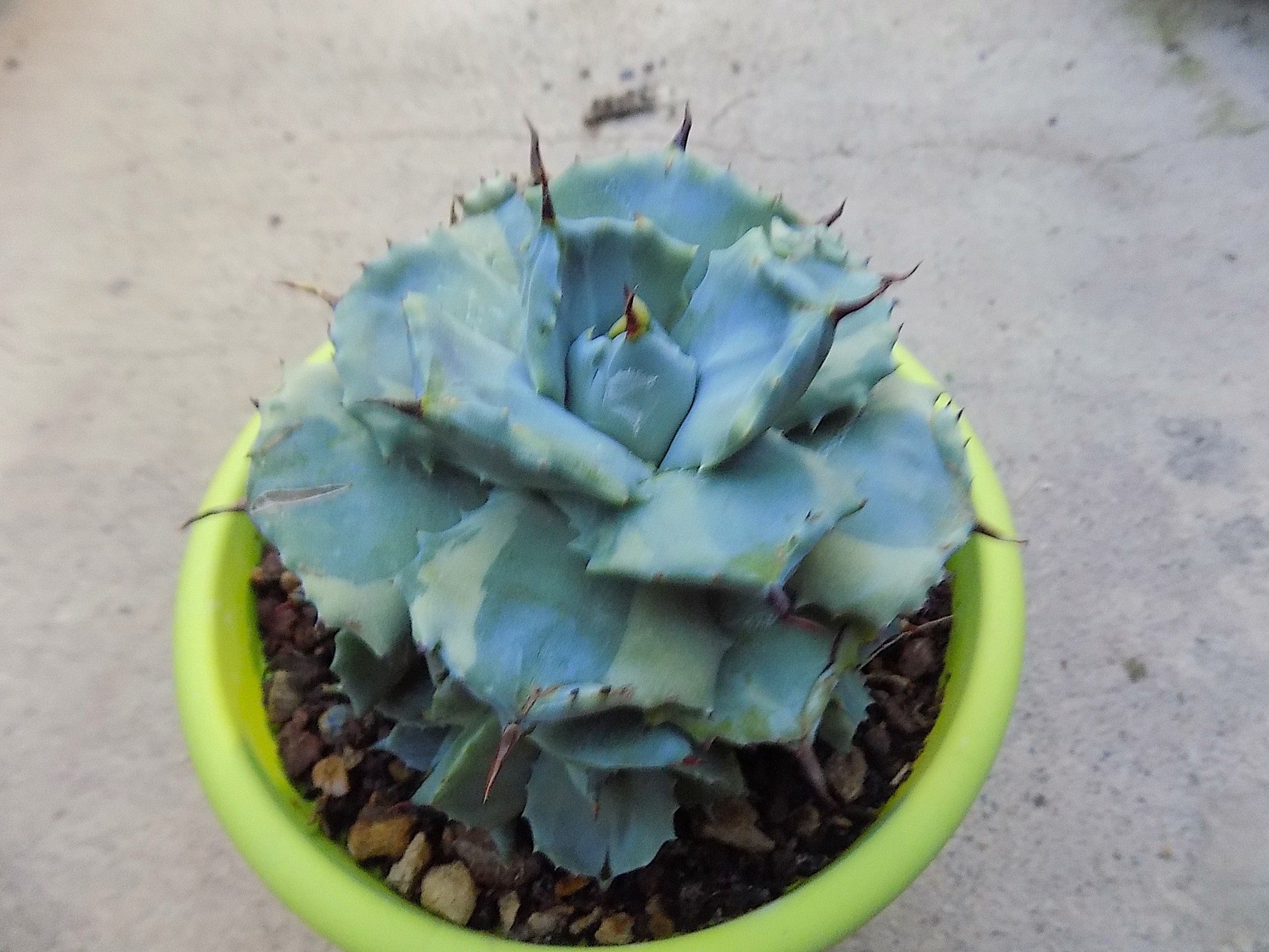Agave  potatorum cv. shoji-raijin marginata
