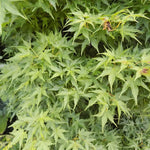 Acer Palmatum nana vaso 25 cm adatto per bonsai