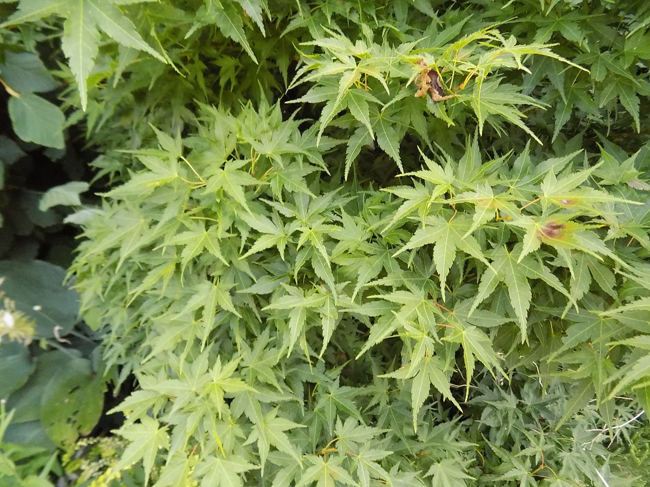 Acer Palmatum nana vaso 25 cm adatto per bonsai
