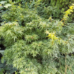 Acer Palmatum nana vaso 25 cm adatto per bonsai