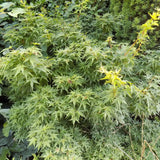 Acer Palmatum nana vaso 25 cm adatto per bonsai