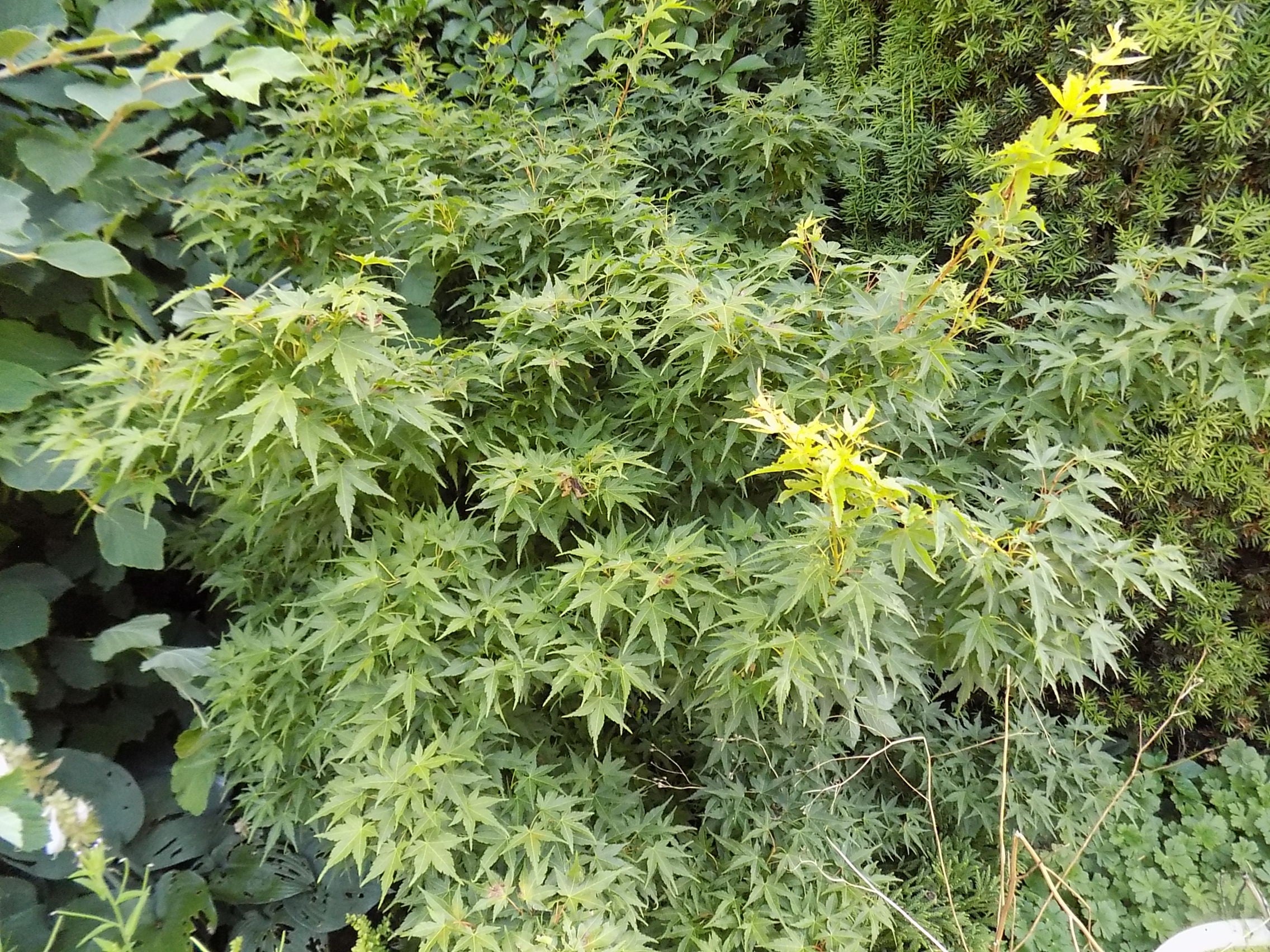 Acer Palmatum nana vaso 25 cm adatto per bonsai