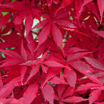 Acer palmatum 'Skeeter's Broom' vaso 15