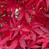 Acer palmatum 'Skeeter's Broom' vaso 15