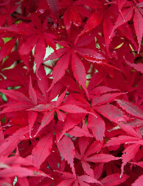Acer palmatum 'Skeeter's Broom' vaso 15