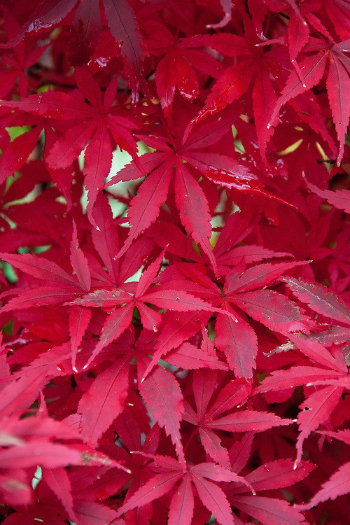 Acer palmatum 'Skeeter's Broom' vaso 15
