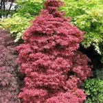 Acer palmatum 'Skeeter's Broom' vaso 15