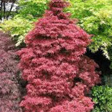Acer palmatum 'Skeeter's Broom' vaso 15