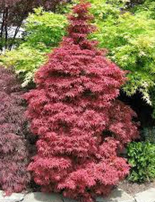 Acer palmatum 'Skeeter's Broom' vaso 15