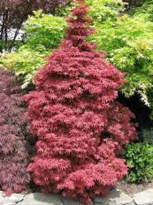 Acer palmatum 'Skeeter's Broom' vaso 15