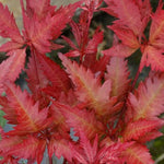 Acer Palmatum Beni Hagoromo vaso 15