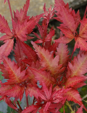 Acer Palmatum Beni Hagoromo vaso 15