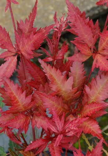 Acer Palmatum Beni Hagoromo vaso 15